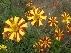 TAGETES