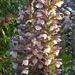 ACANTHUS