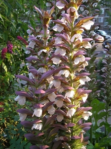 ACANTHUS