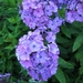 PHLOX BLAUW