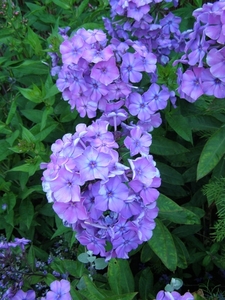 PHLOX BLAUW