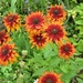 RUDBECKIA ROOD