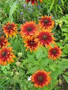 RUDBECKIA ROOD