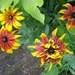 RUDBECKIA