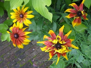 RUDBECKIA