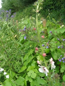 VERBASCUM BLATTARIA