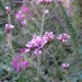 VERBENA BONARIENSIS