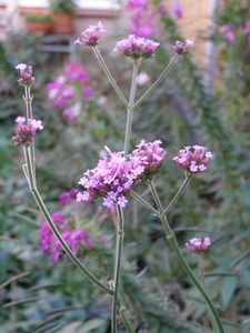 VERBENA BONARIENSIS