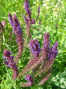 SALVIA