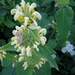 PHLOMIS