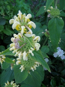 PHLOMIS