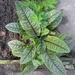 RUMEX SANGUINEUS