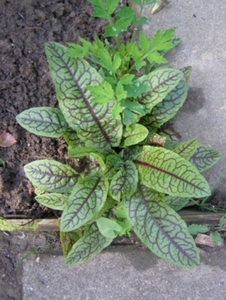 RUMEX SANGUINEUS