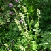 TELLIMA GRANDIFLORA