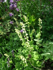 TELLIMA GRANDIFLORA