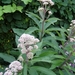 EUPATORIUM