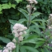 EUPATORIUM