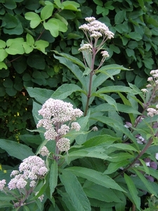 EUPATORIUM