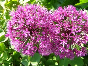 ALIUM