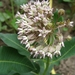 ASCLEPIAS