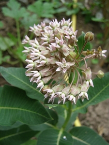 ASCLEPIAS