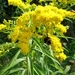 SOLIDAGO