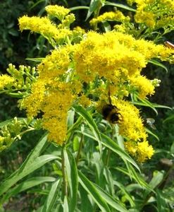 SOLIDAGO