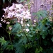 THALICTRUM