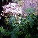 THALICTRUM