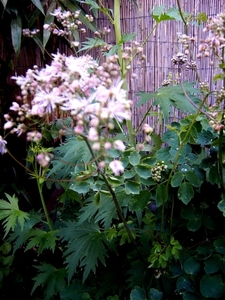 THALICTRUM