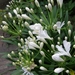 AGAPANTHUS WIT