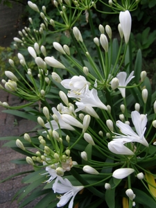 AGAPANTHUS WIT