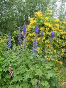 BORDER LONICERA MET DELFINIUM