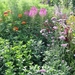 BORDER MET VERBENA EN CLEOME