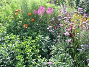 BORDER MET VERBENA EN CLEOME