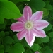 CLEMATIS ROZE