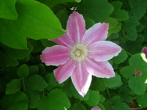 CLEMATIS ROZE