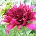 DAHLIA PURPER