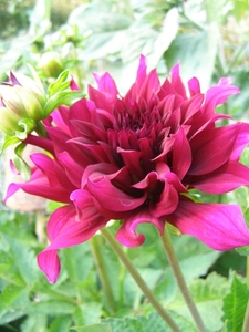 DAHLIA PURPER