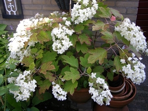 EIKENBLAD HORTENSIA