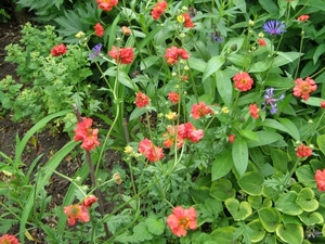 GEUM