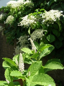 KARMOZIJNBES MET KLIMHORTENSIA