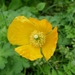 IJSLANDSE PAPAVER