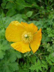 IJSLANDSE PAPAVER