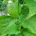 LAMPIONPLANT. PHYSALIS