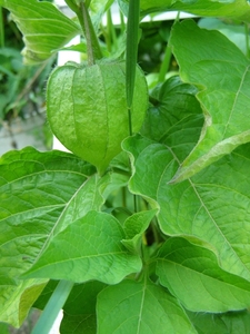 LAMPIONPLANT. PHYSALIS