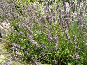 LAVENDEL