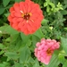 ZINNIA