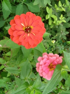 ZINNIA