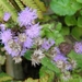 AGERATUM